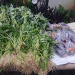 WhatsApp Image 2025-11-11 at 17.13.52